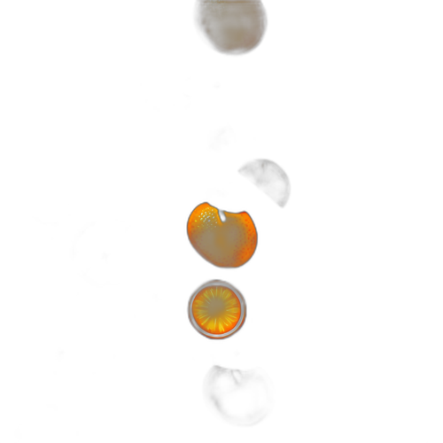 Un motif de fruits frais avec des oranges